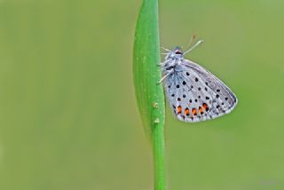 Himalaya Mavisi (Pseudophilotes vicrama)