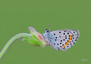 Himalaya Mavisi (Pseudophilotes vicrama)