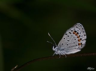 Himalaya Mavisi (Pseudophilotes vicrama)