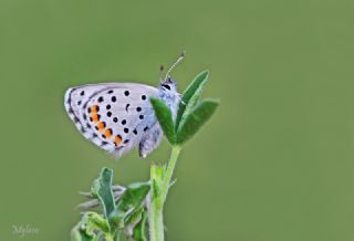 Himalaya Mavisi (Pseudophilotes vicrama)