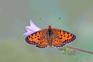 Gzel parhan (Melitaea trivia)