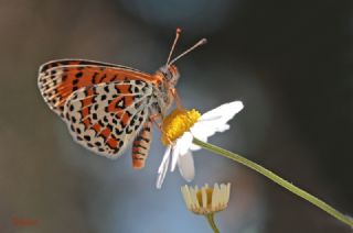 Gzel parhan (Melitaea trivia)