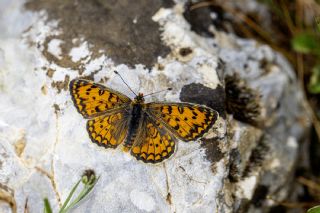 Gzel parhan (Melitaea trivia)