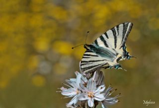 Erik Krlangkuyruk (Iphiclides podalirius)