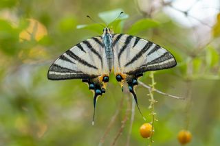 Erik Krlangkuyruk (Iphiclides podalirius)