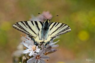 Erik Krlangkuyruk (Iphiclides podalirius)