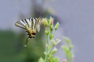 Erik Krlangkuyruk (Iphiclides podalirius)