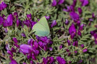 Anadolu Zmrt (Callophrys paulae)