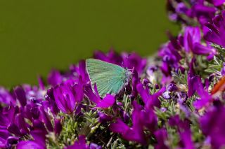 Anadolu Zmrt (Callophrys paulae)