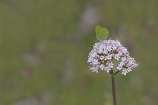 Zmrt (Callophrys rubi)