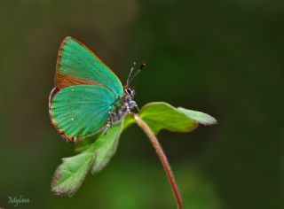 Zmrt (Callophrys rubi)