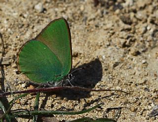 Zmrt (Callophrys rubi)