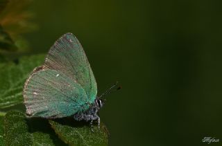 Zmrt (Callophrys rubi)