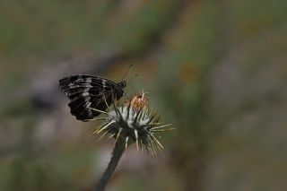 Kara Murat (Brintesia  circe)