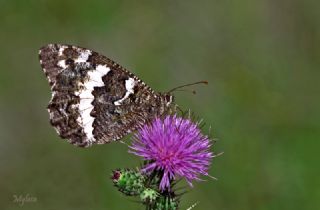 Kara Murat (Brintesia  circe)