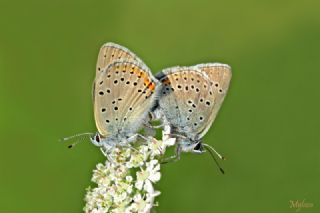 Ate Bakr Gzeli (Lycaena candens)