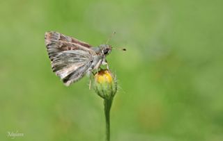 ark Zpzp (Carcharodus orientalis)