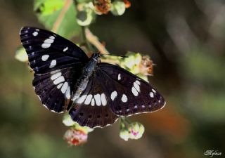 Akdeniz Hanmeli Kelebei (Limenitis reducta)