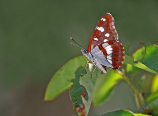 Akdeniz Hanmeli Kelebei (Limenitis reducta)