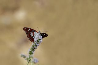 Akdeniz Hanmeli Kelebei (Limenitis reducta)