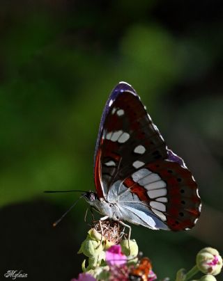 Akdeniz Hanmeli Kelebei (Limenitis reducta)