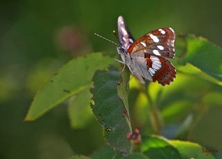 Akdeniz Hanmeli Kelebei (Limenitis reducta)