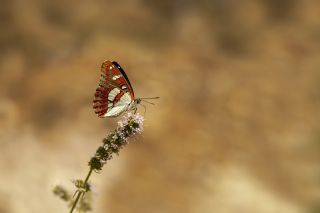 Akdeniz Hanmeli Kelebei (Limenitis reducta)