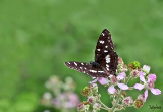 Akdeniz Hanmeli Kelebei (Limenitis reducta)