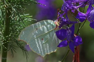 Orakkanat (Gonepteryx rhamni)