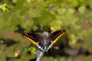 ift Kuyruklu Paa (Charaxes jasius )