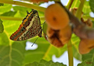 ift Kuyruklu Paa (Charaxes jasius )