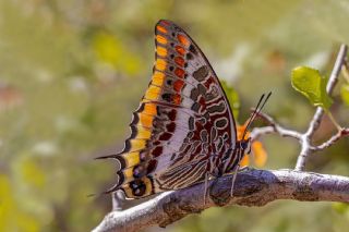 ift Kuyruklu Paa (Charaxes jasius )