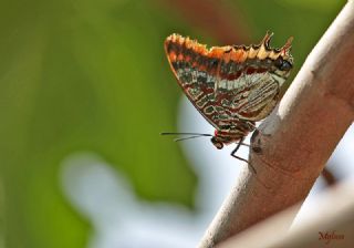 ift Kuyruklu Paa (Charaxes jasius )