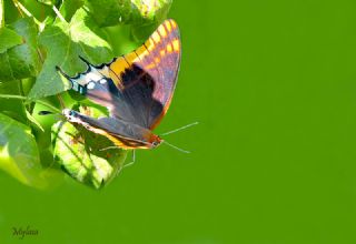 ift Kuyruklu Paa (Charaxes jasius )