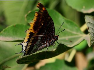 ift Kuyruklu Paa (Charaxes jasius )