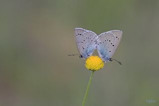 Anadolu Devmavisi (Iolana lessei)