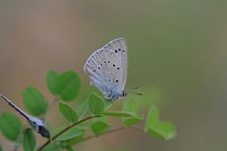 Anadolu Devmavisi (Iolana lessei)