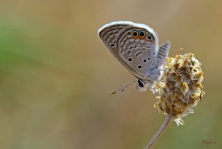 Mcevher Kelebei (Chilades trochylus)