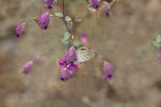 Mcevher Kelebei (Chilades trochylus)