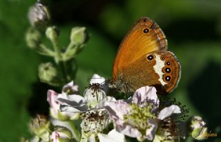 Funda Zpzp Perisi (Coenonympha arcania)