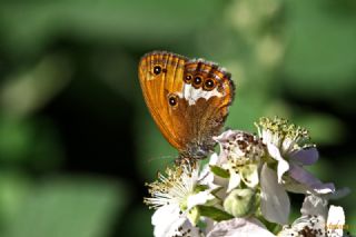 Funda Zpzp Perisi (Coenonympha arcania)