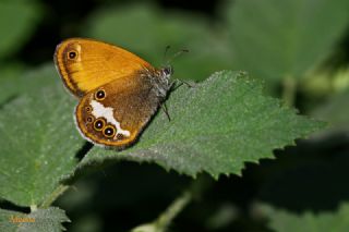 Funda Zpzp Perisi (Coenonympha arcania)