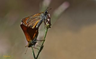 Sar Antenli Zpzp (Thymelicus sylvestris)