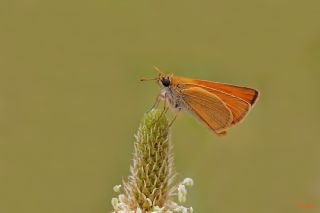 Sar Antenli Zpzp (Thymelicus sylvestris)