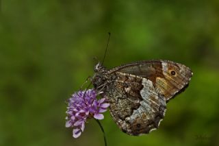 Byk Karamelek (Hipparchia syriaca)