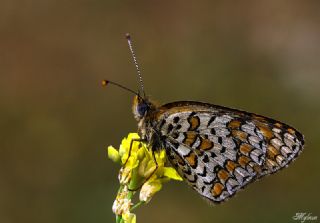 Benekli Byk parhan (Melitaea phoebe)