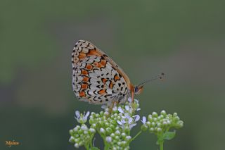 Benekli Byk parhan (Melitaea phoebe)