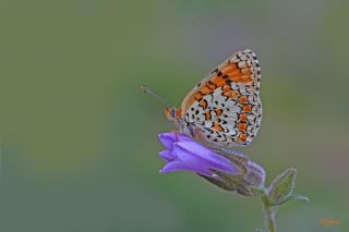 Benekli Byk parhan (Melitaea phoebe)