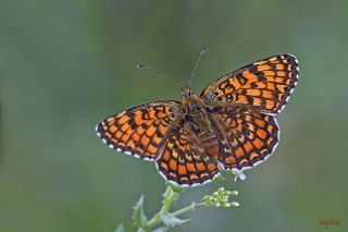 Benekli Byk parhan (Melitaea phoebe)