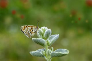 Cezayirli parhan (Melitaea ornata)